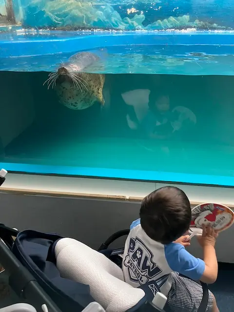 サンピアザ水族館のアザラシ