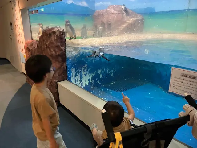 サンピアザ水族館のペンギン