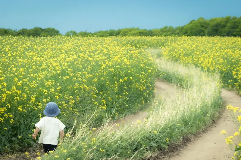 安平菜の花畑２